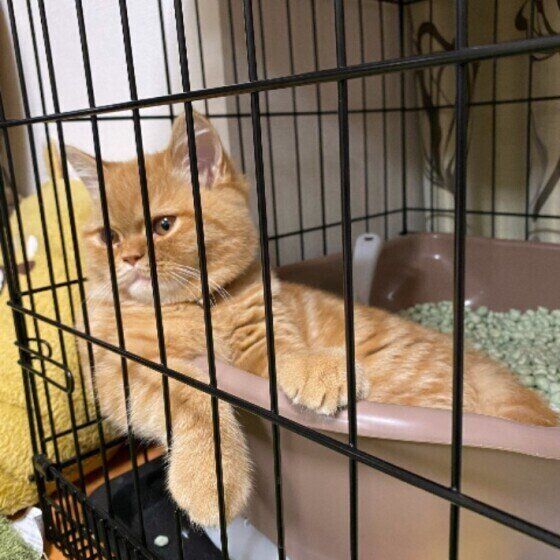 トイレに入るエキゾチックショートヘア