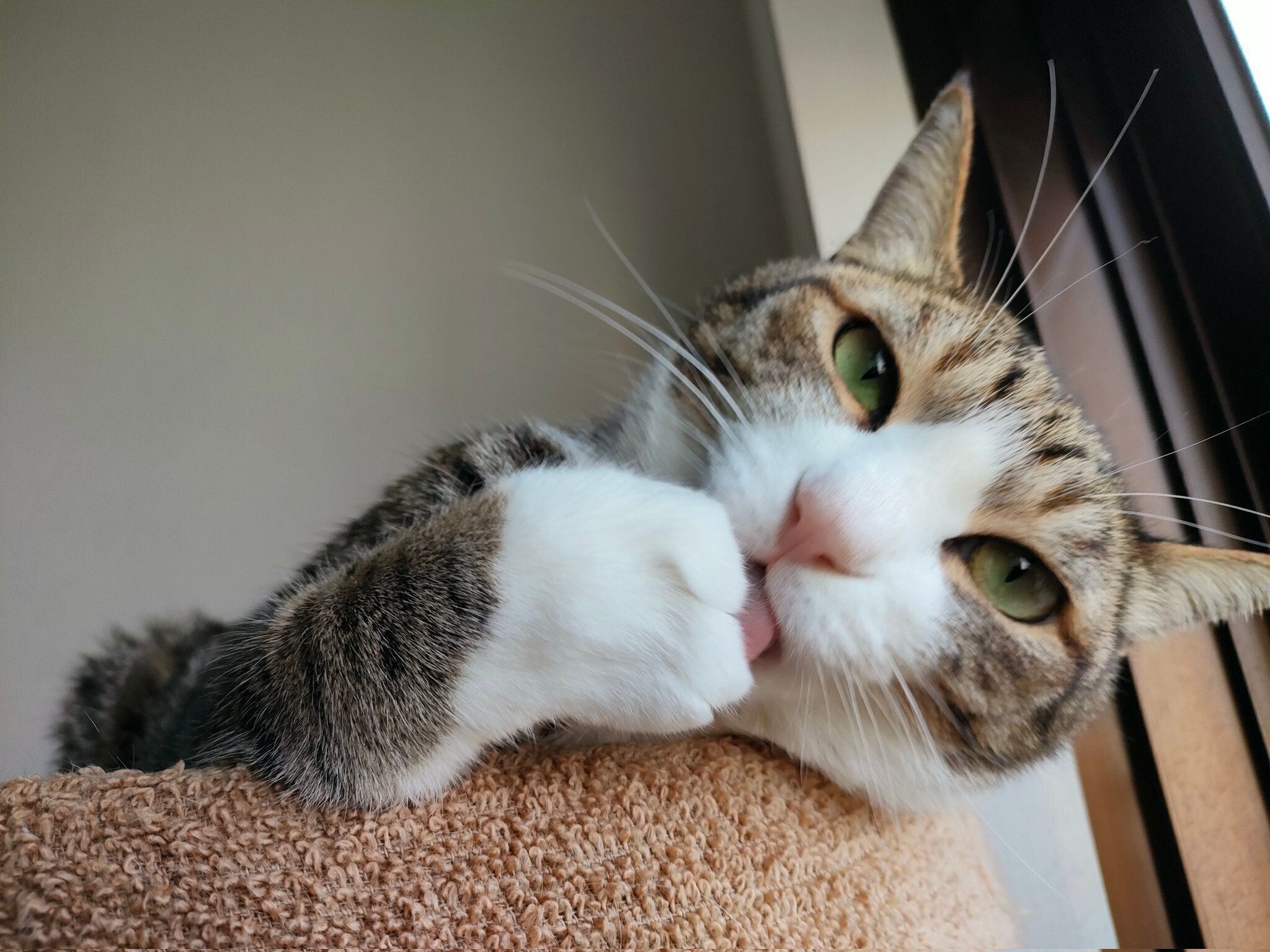 前足をなめるウルフくん