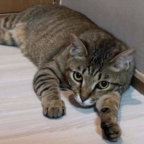 キジトラのなぎさくん