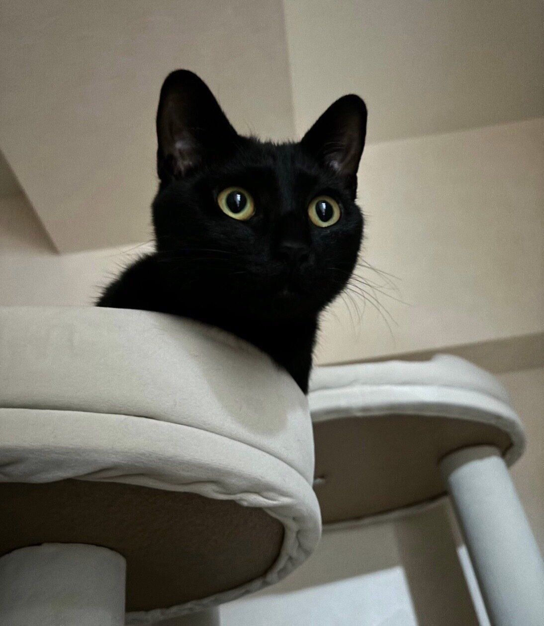 くつろぐエースちゃん