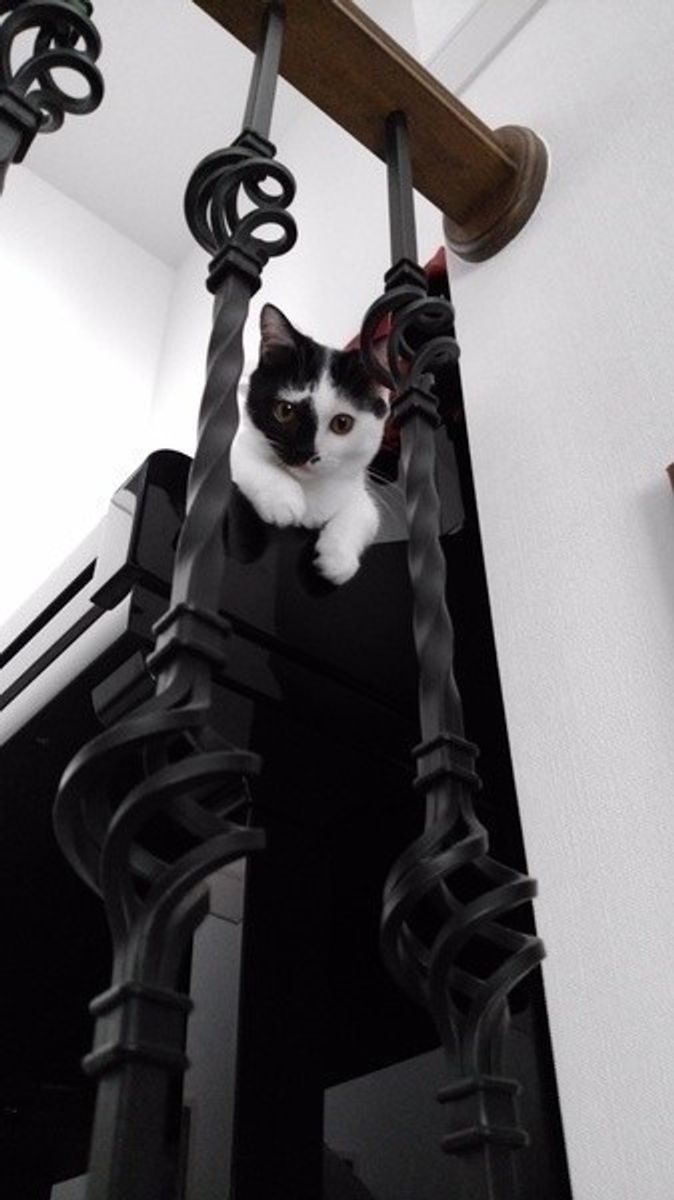 小さい体に備わるおどろきの身体能力 猫の身体のしくみに迫る ねこのきもちweb Magazine 小さい体に備わるおどろきの身体能力 猫の身体のしくみに迫る ねこのきもちweb Magazine