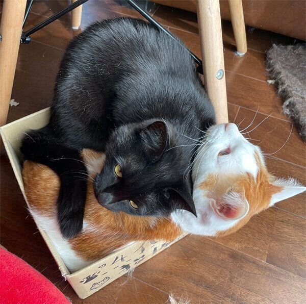 ダンボール箱に入るココくん、ナッツちゃん