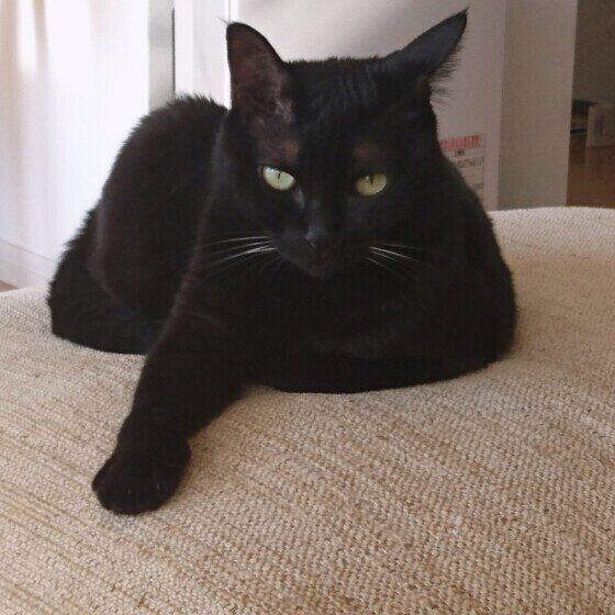 片方の前足を伸ばして座る黒猫