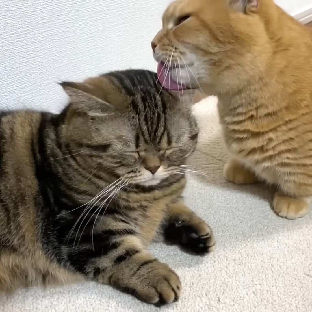 ラブラブなプリンちゃんとメルちゃん