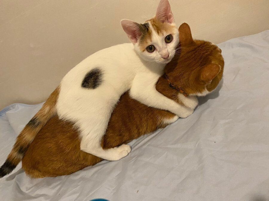 最近の様子。先住猫にじゃれるみっけちゃん