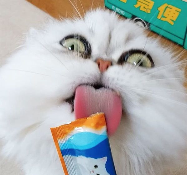 ちゅ〜るを食べるチンチラゴールデン