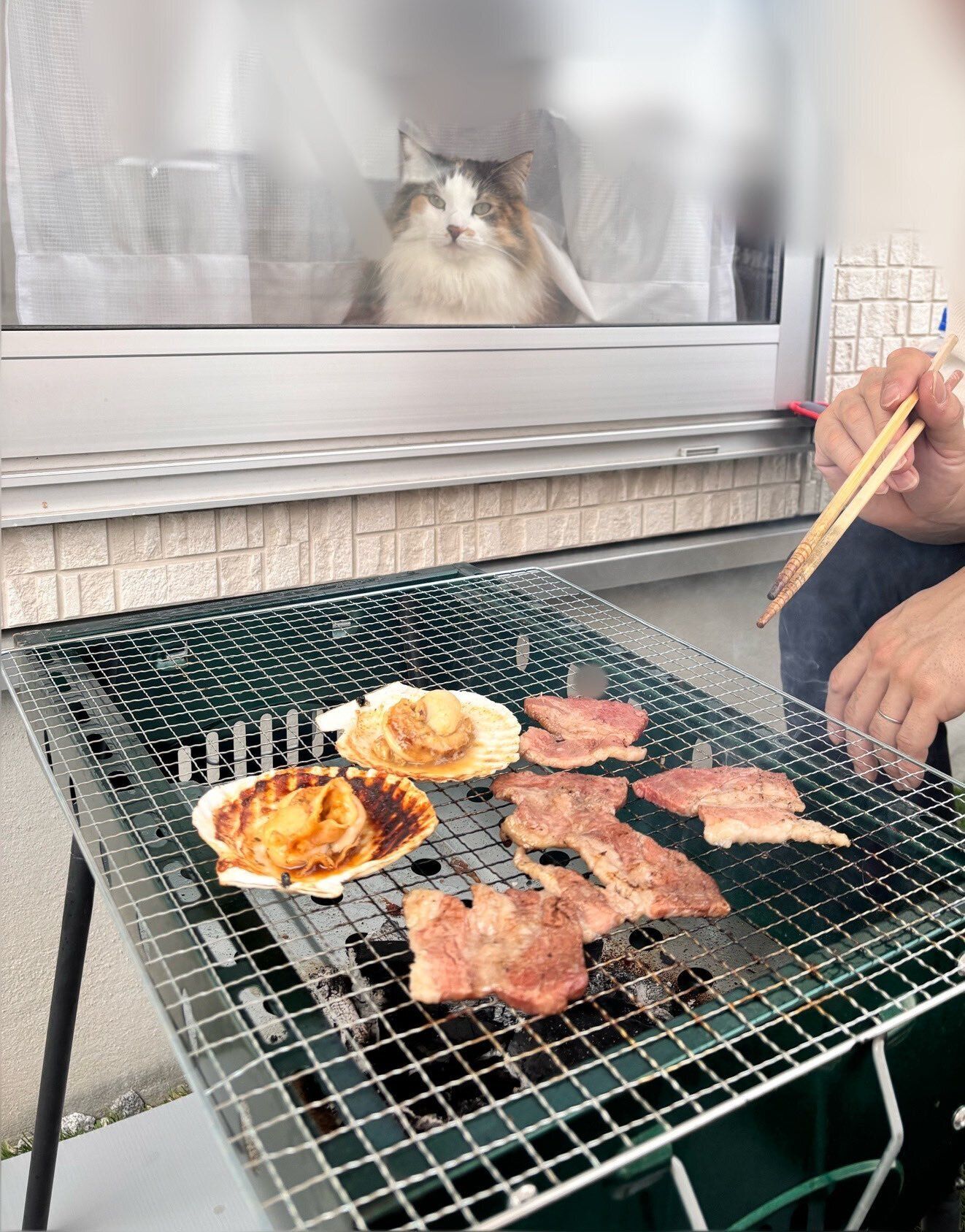 飼い主のBBQを見るノルウェージャンフォレストキャット