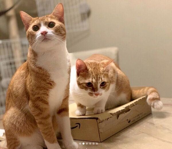 見つめるむぎちゃん、みそちゃん