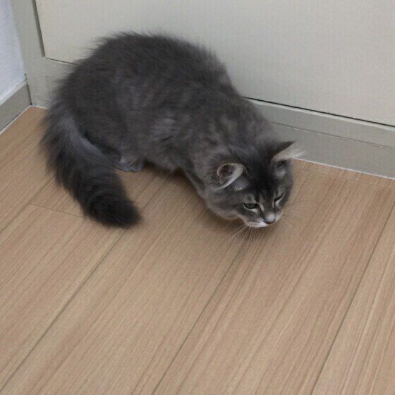 サイベリアンのバロンくん