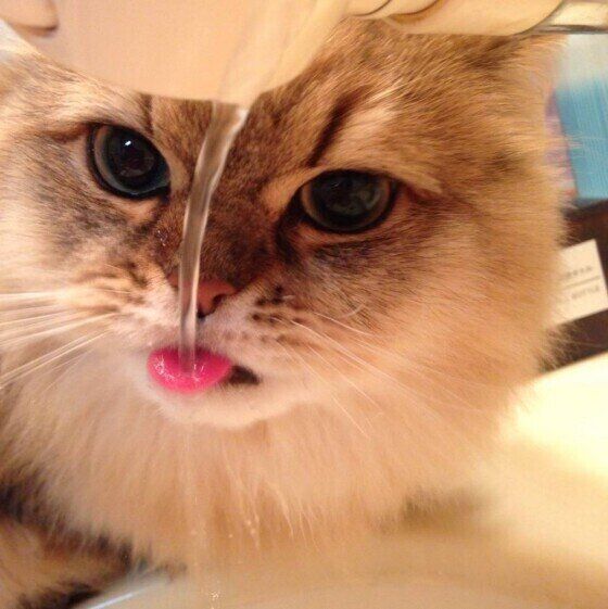 水を飲むペルシャ