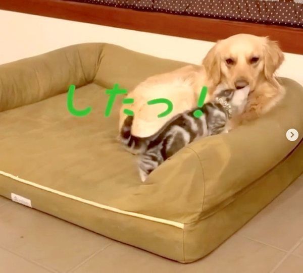 ベガちゃんの舌を狙うあずきちゃん