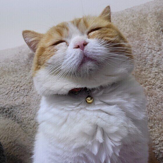 スコティッシュフォールドのきなこちゃん