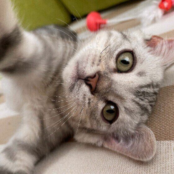 チョボちゃん（MIX）