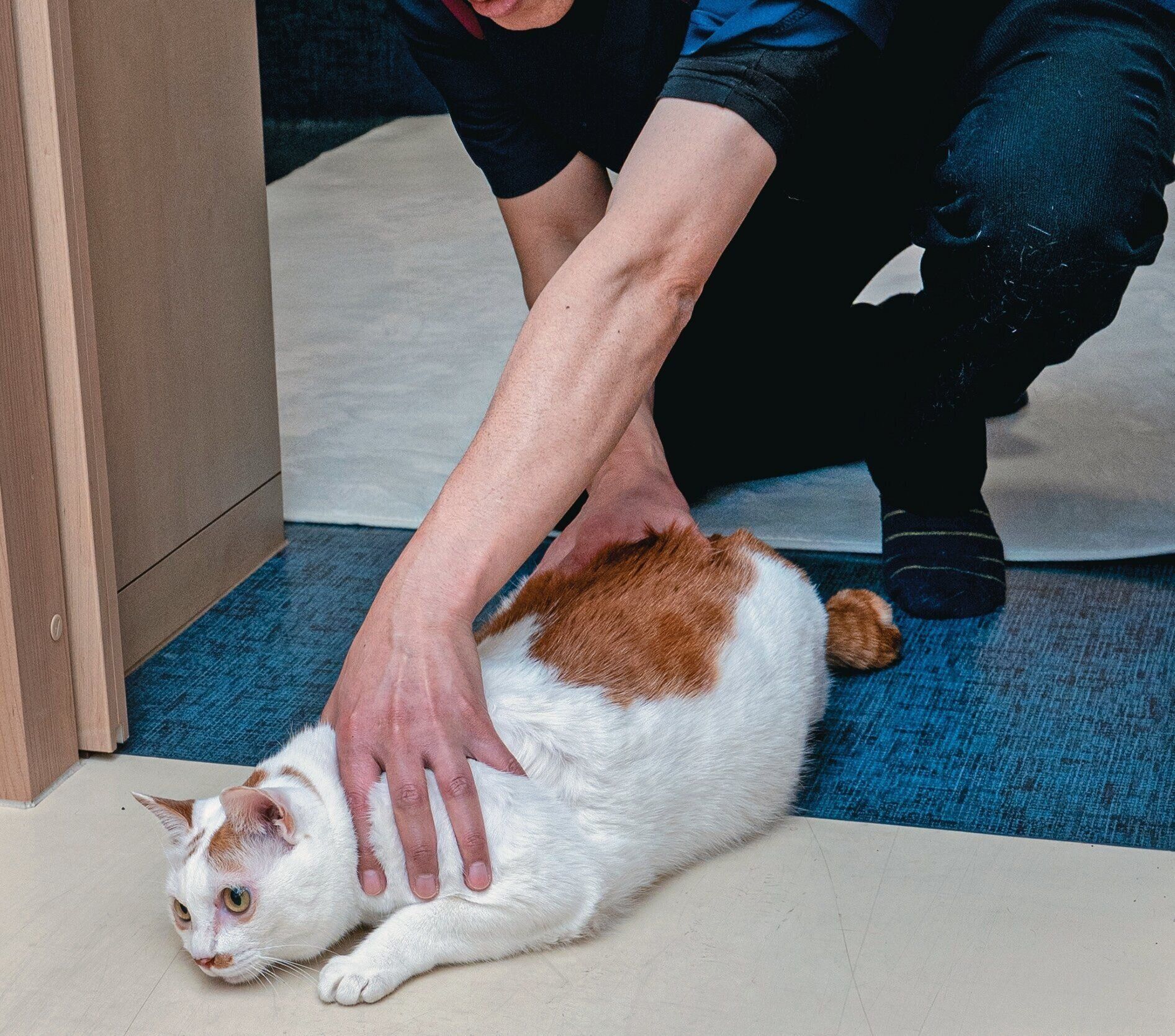 前から見たときのイメージ