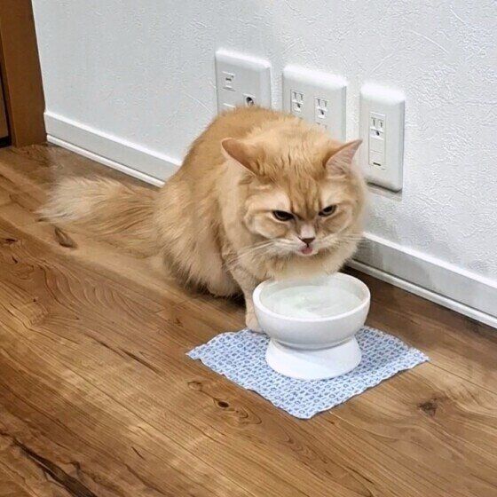 水を飲むスコティッシュフォールド