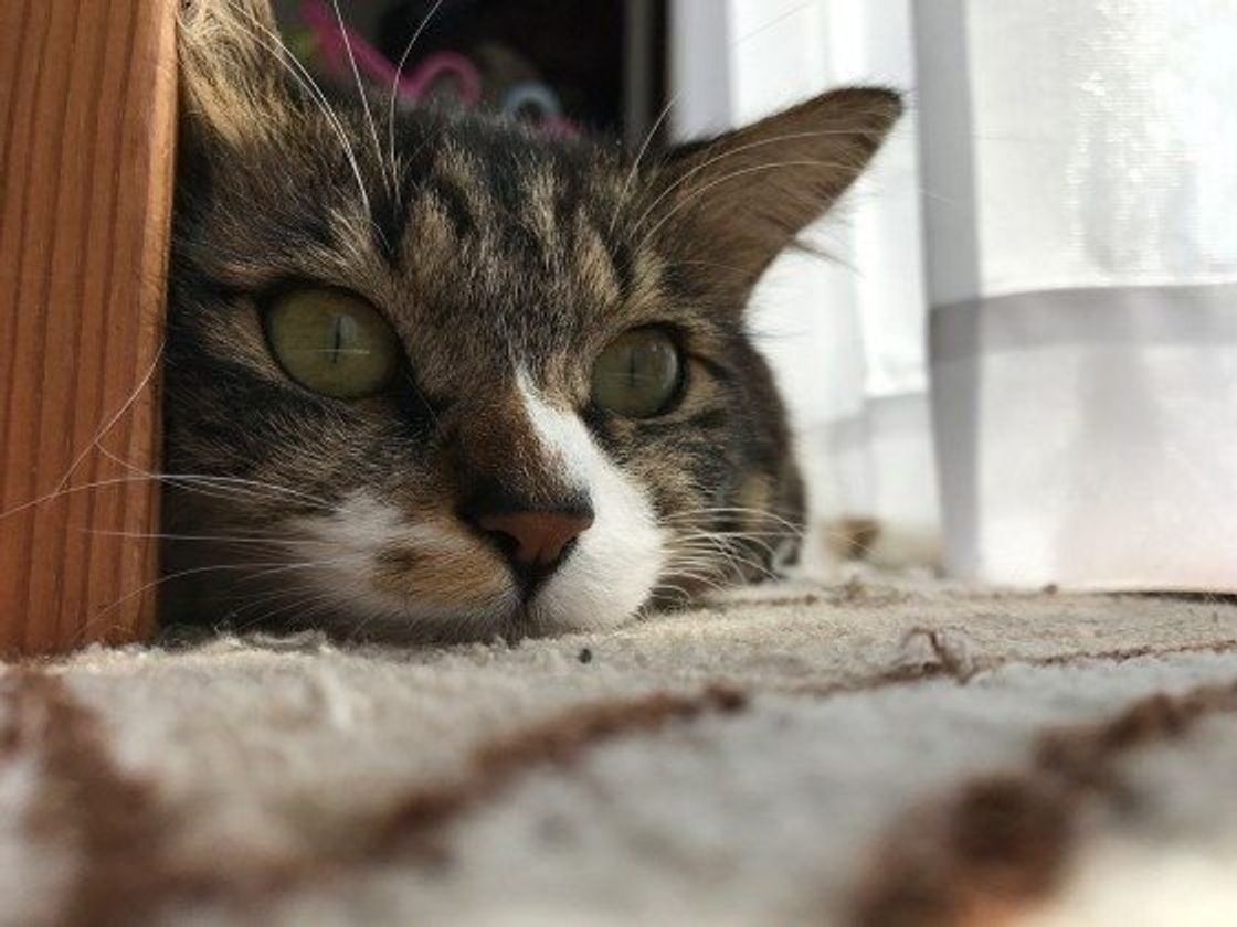 獣医師監修 猫が骨折したら 見極め方と注意点 治療費を徹底解説 ねこのきもちweb Magazine 獣医師監修 猫が骨折したら 見極め方と注意点 治療費を徹底解説 ねこのきもちweb Magazine