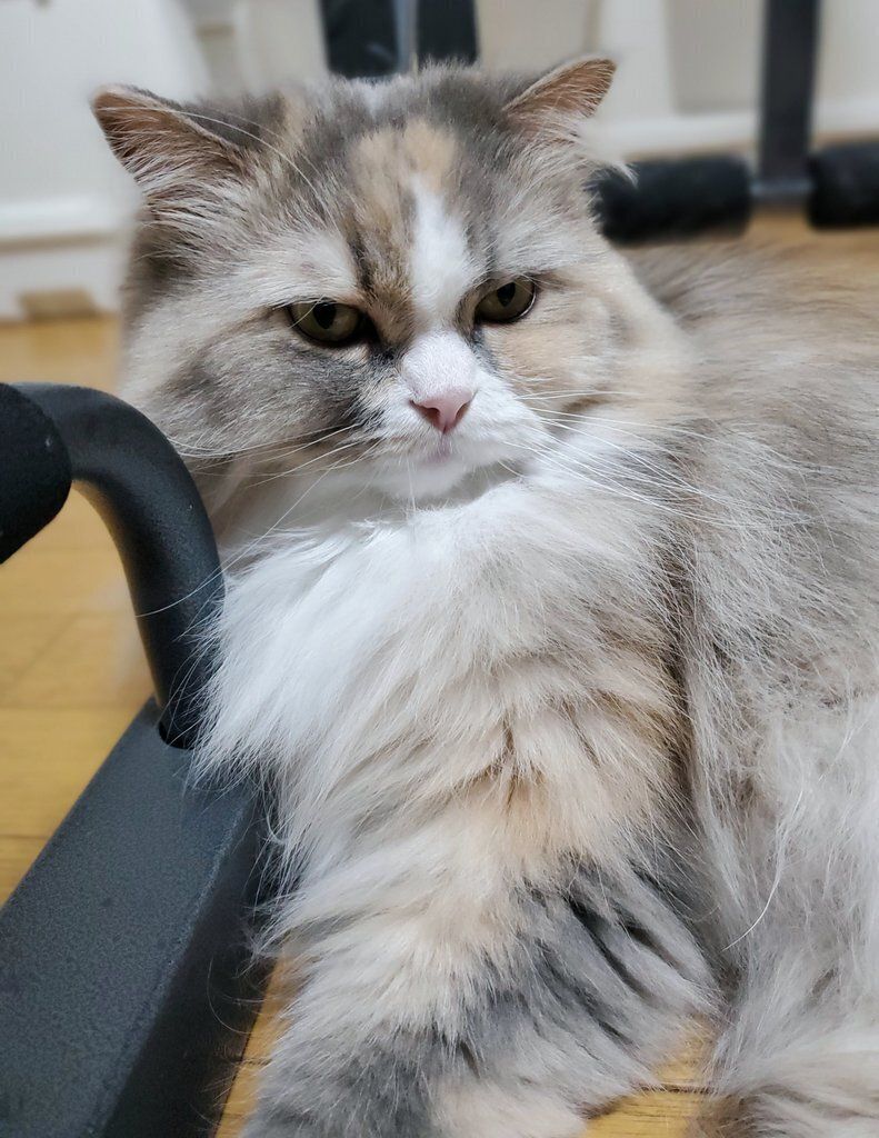 眠そうなサイベリアン