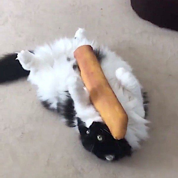 ケリケリが苦手な猫