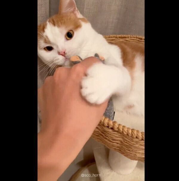 ぬいぐるみの「くま」を守るホルンくん