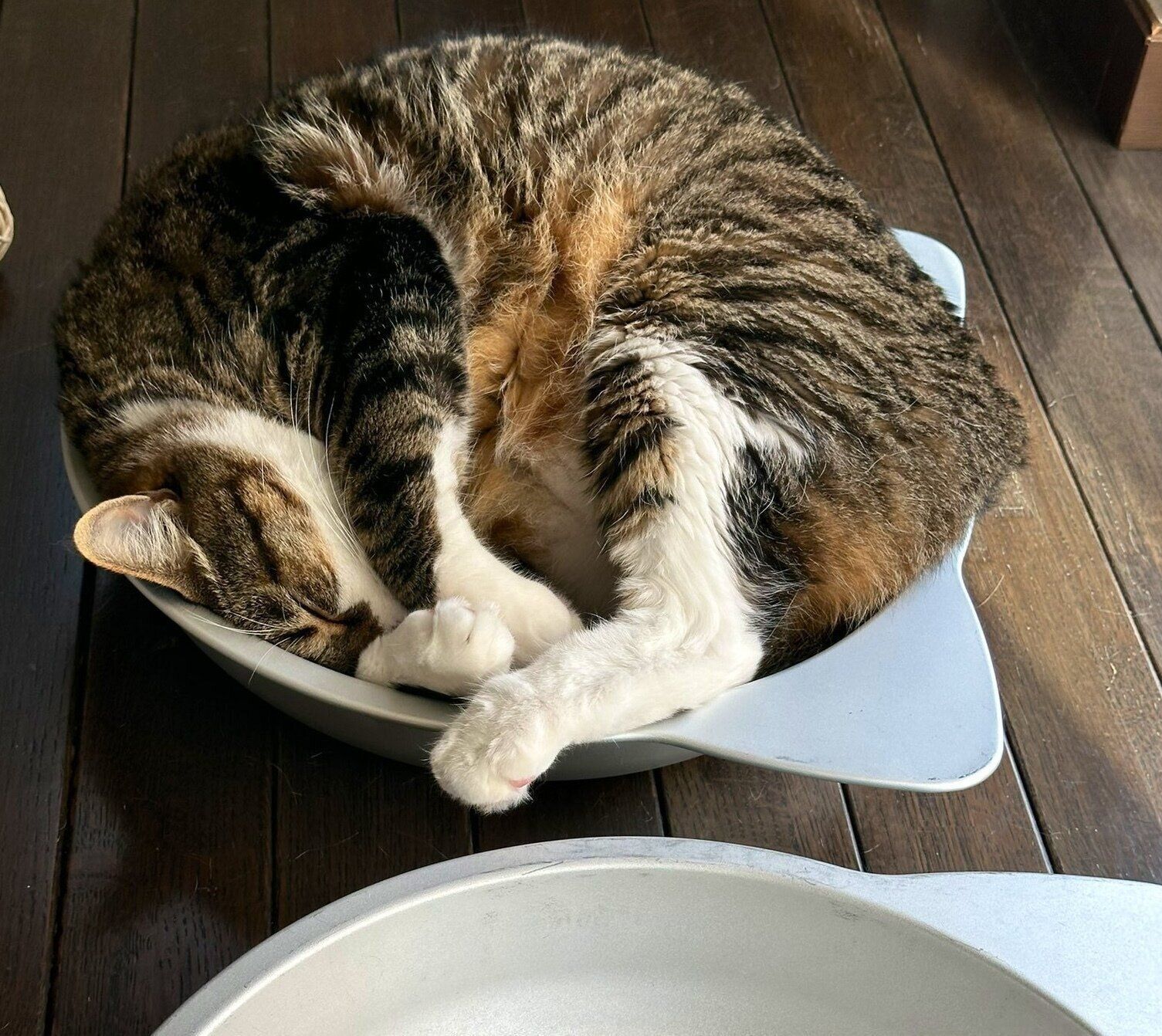 ネコ鍋の中で眠るよもぎくん