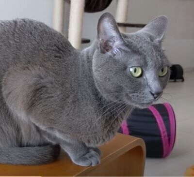 ねこ　ハムちゃん