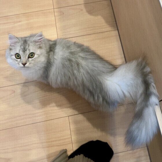 キッチンをウロウロするミヌエット