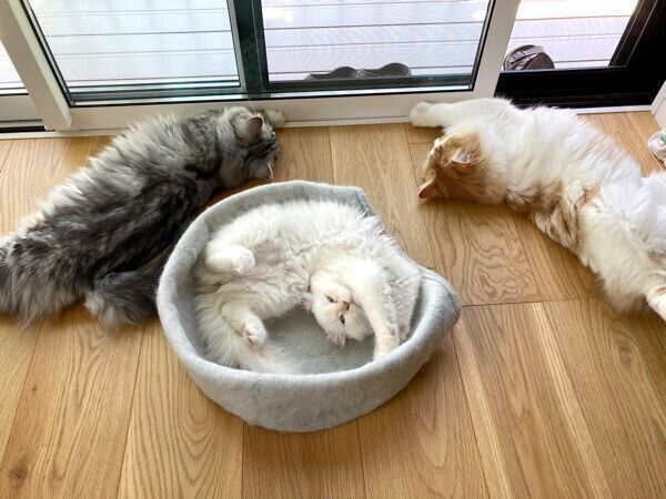 くつろぐぽてちくん、こゆきちゃん、おこめちゃん