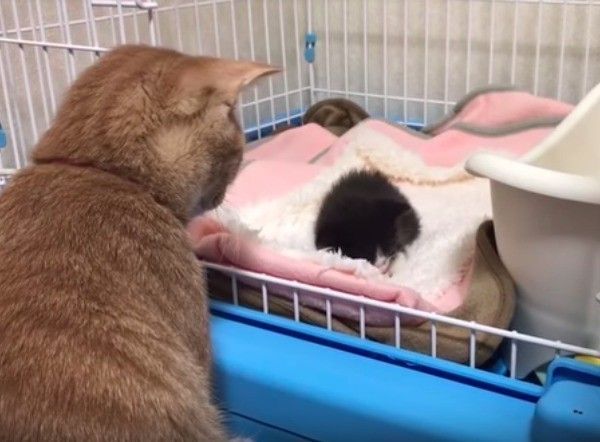 子猫を見守るニャンコ