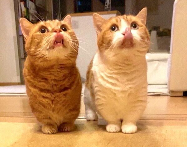 舌をペロッと出す茶太郎くんときなこちゃん