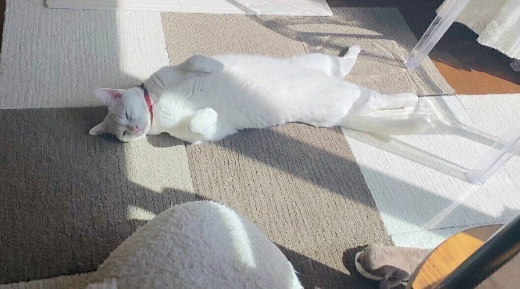 窓辺で寝そべるミルコくん