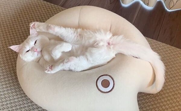 おもしろいポーズをするハク様