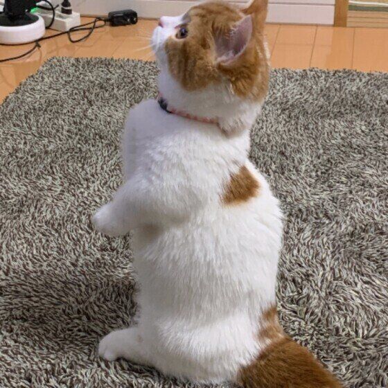 マンチカン もかちゃん