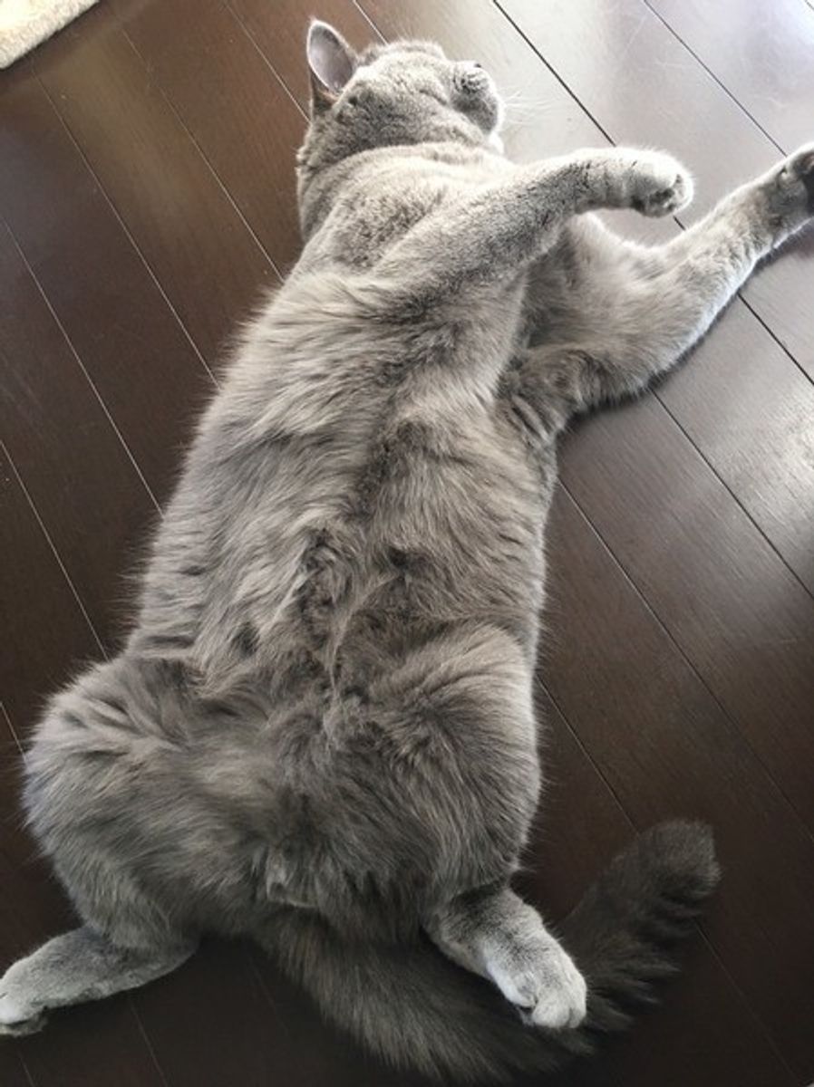 だらけているだけではニャイ 夏にしがちなポーズは意味あり ねこのきもちweb Magazine だらけているだけではニャイ 夏にしがちなポーズは意味あり ねこのきもちweb Magazine