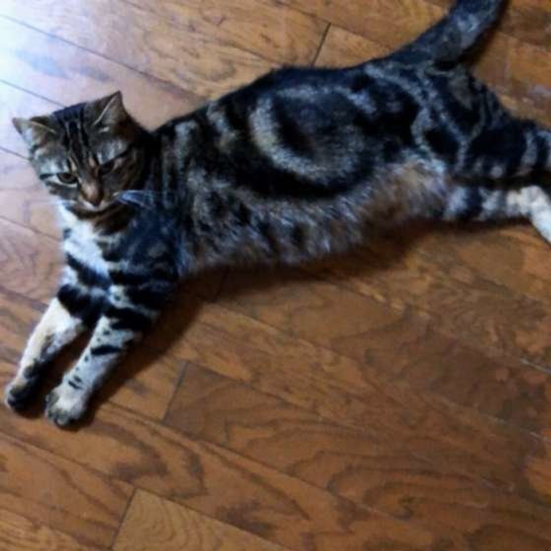 活発で遊び好き 猫の毛柄 クラシックタビー を徹底解説 ねこのきもちweb Magazine 活発で遊び好き 猫の毛柄 クラシックタビー を徹底解説 ねこのきもちweb Magazine