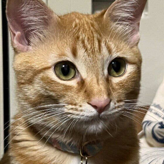 真剣な表情をするふうちゃん