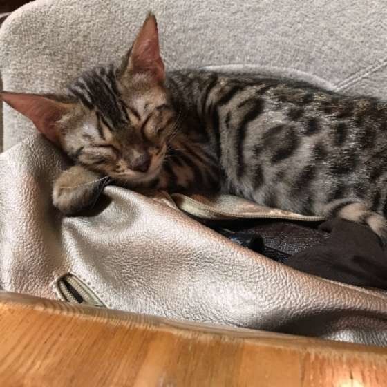 ベンガルのガルくん