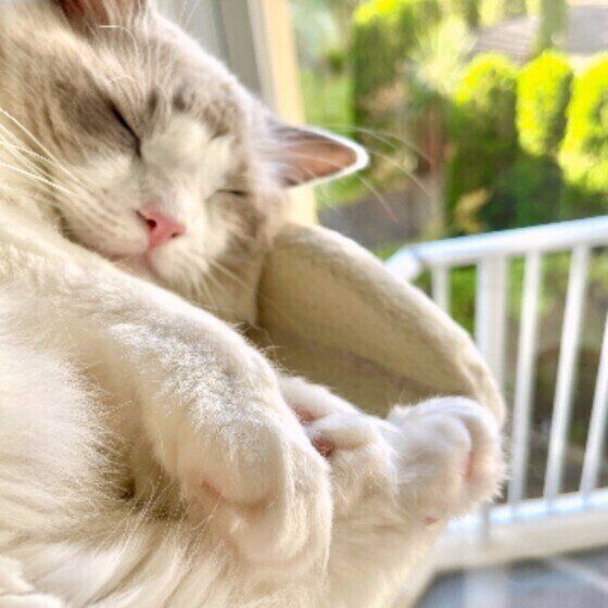 くつろぐラグドール