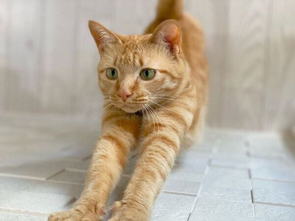 伸びるモモちゃん