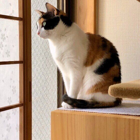 ニャルソック中のミケ