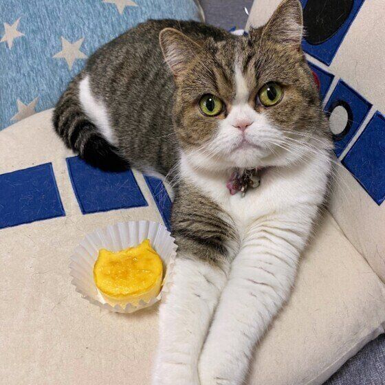 エキゾチックショートヘアのつくねちゃん