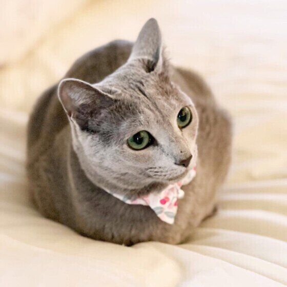 香箱座りをするロシアンブルーのリサリサちゃん