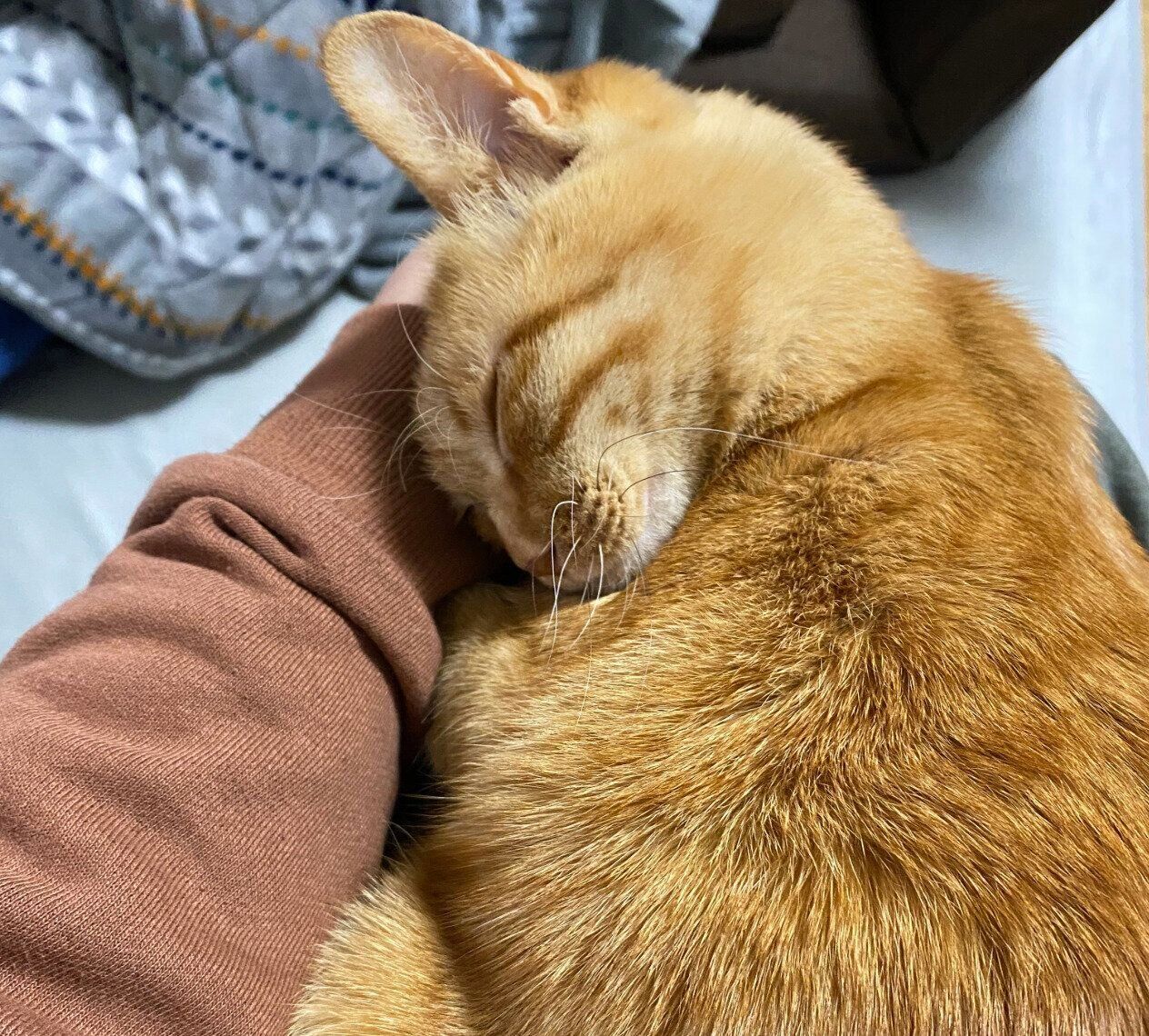 飼い主さんの腕枕で眠るつぶちゃん