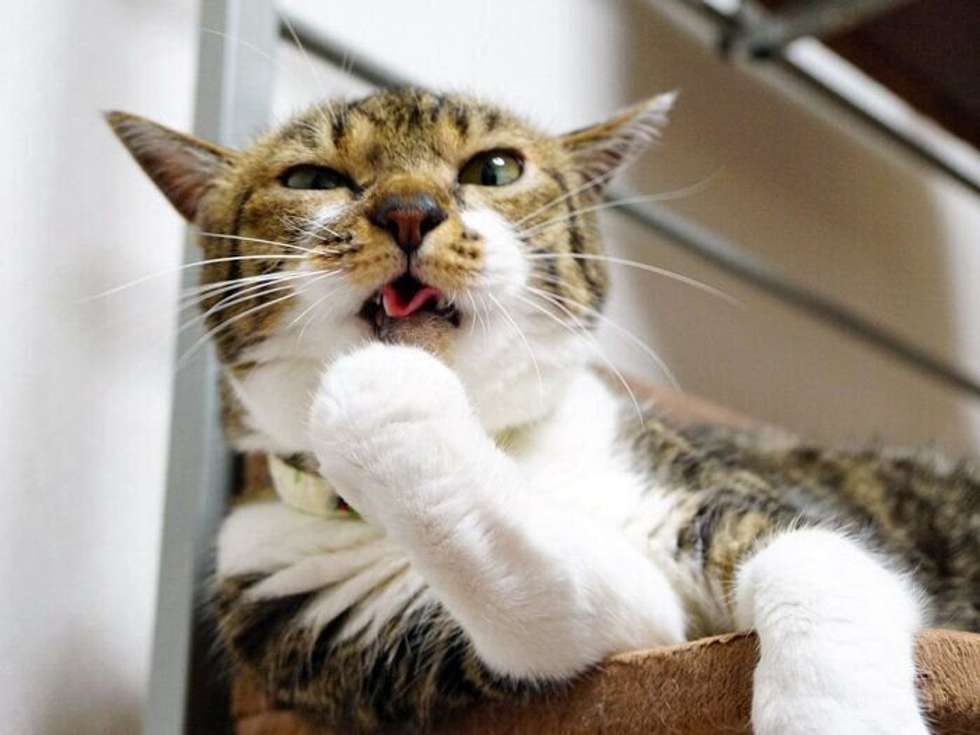 猫がおとなしく爪切りさせてくれる魔法の言葉とは 本日もねこ晴れなり Vol 311 ねこのきもちweb Magazine 猫がおとなしく爪切りさせてくれる魔法の言葉とは 本日もねこ晴れなり Vol 311 ねこのきもちweb Magazine