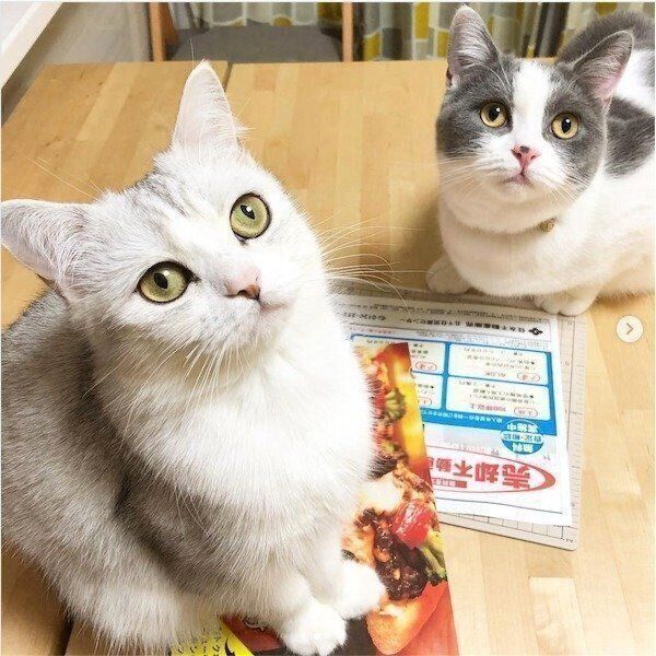 見つめるネギトロちゃん・カンパチくん