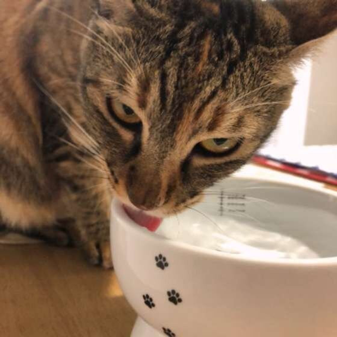 嘔吐を起こす場合もあるの 猫に氷を与える際に気をつけたいこと ねこのきもちweb Magazine 嘔吐を起こす場合もあるの 猫に氷を与える際に気をつけたいこと ねこのきもちweb Magazine