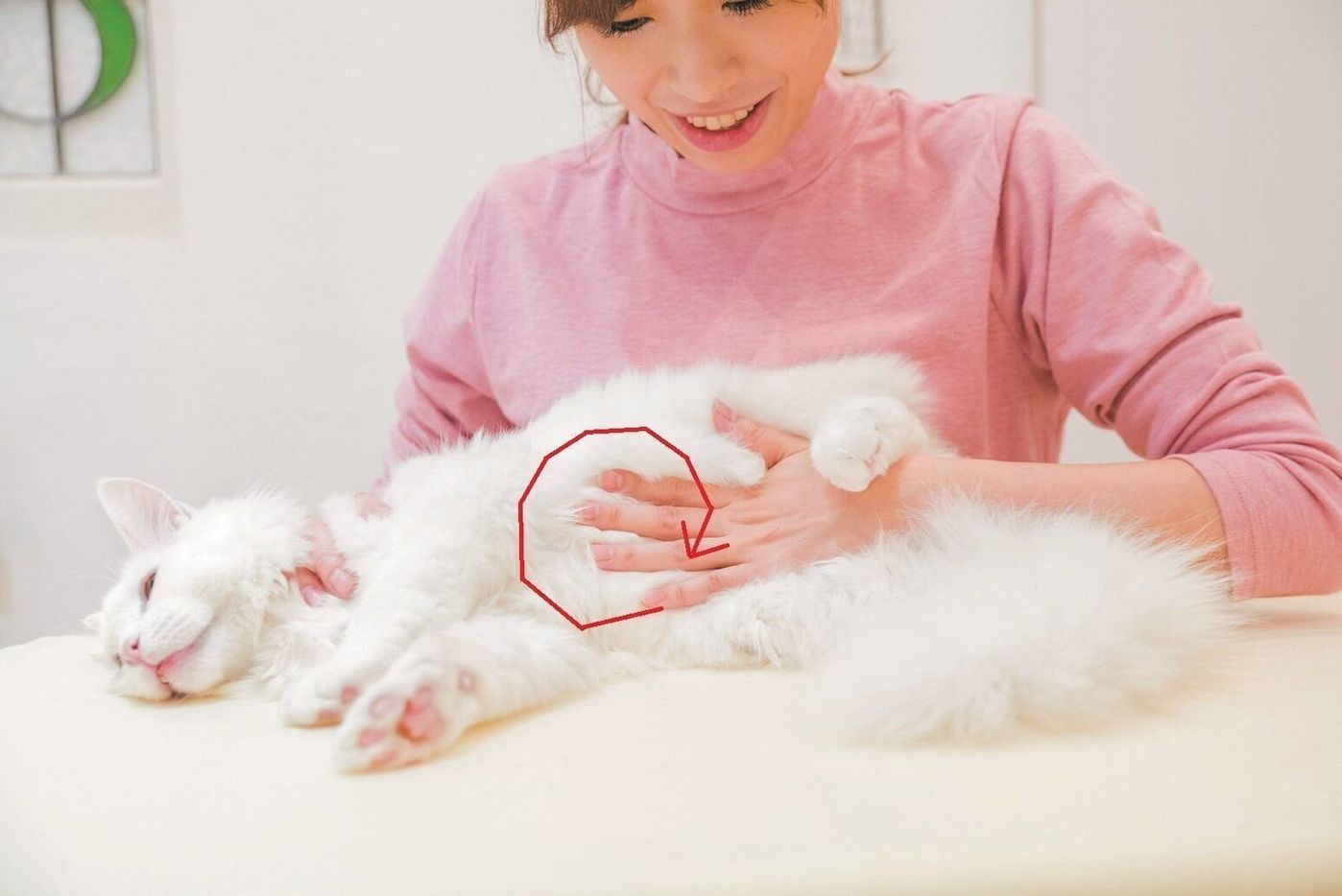 少しでも冷えを感じたら 猫をお腹を温める ま るくマッサージ をやってみよう ねこのきもちweb Magazine 少しでも冷えを感じたら 猫をお腹を温める ま るくマッサージ をやってみよう ねこのきもちweb Magazine