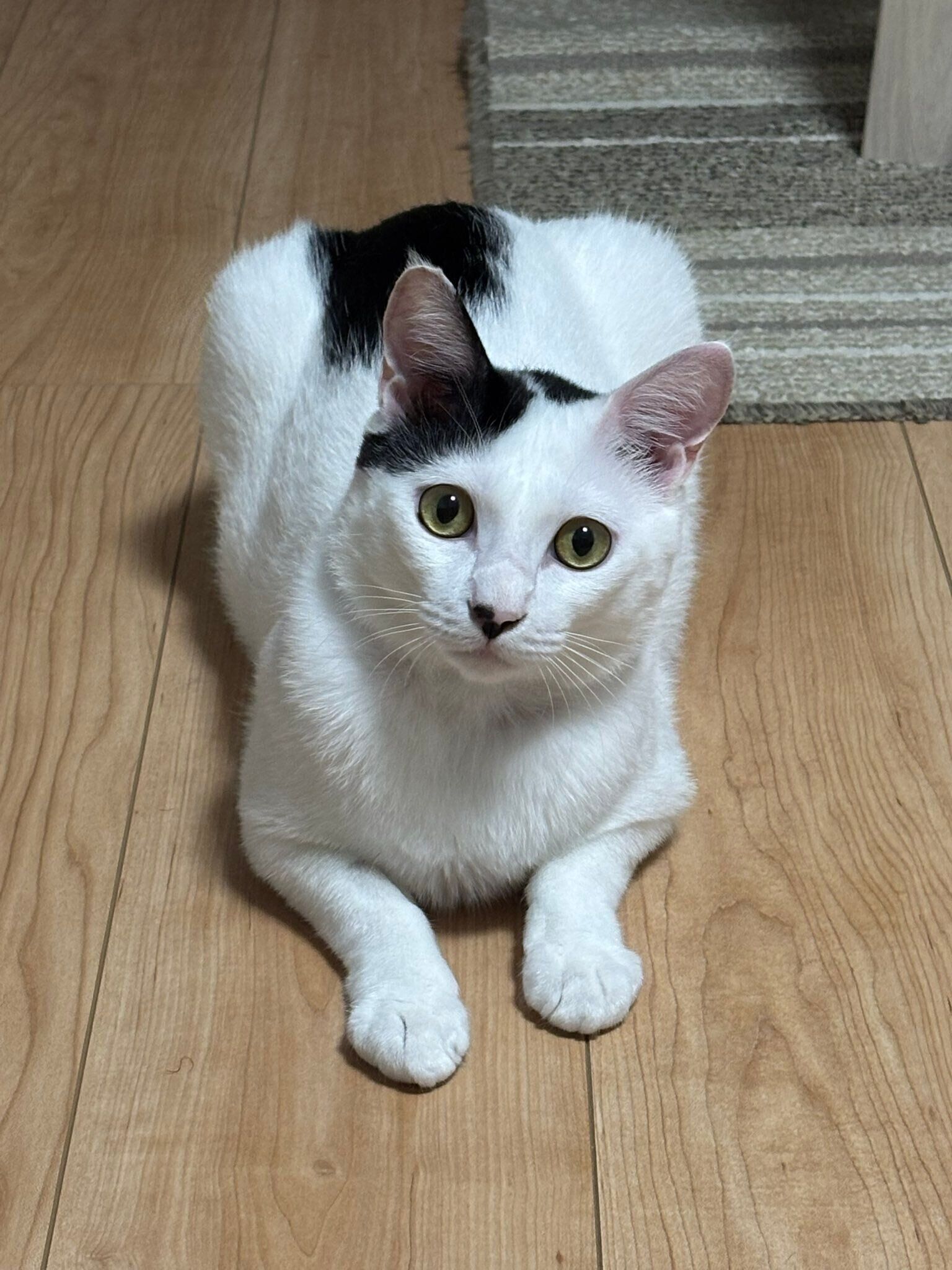 正面を向いている猫