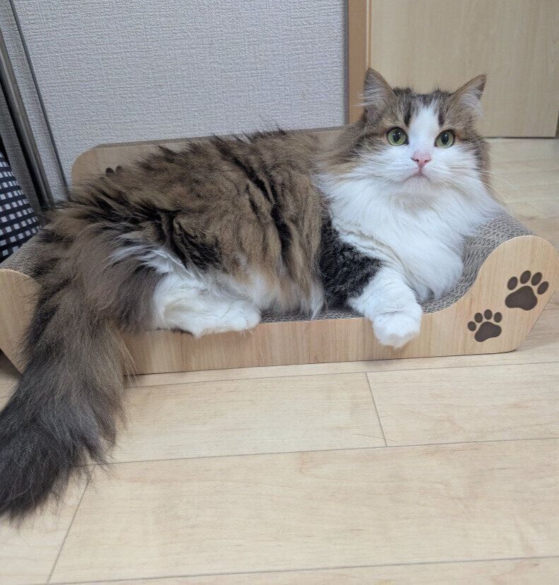 くつろいでいるミヌエット