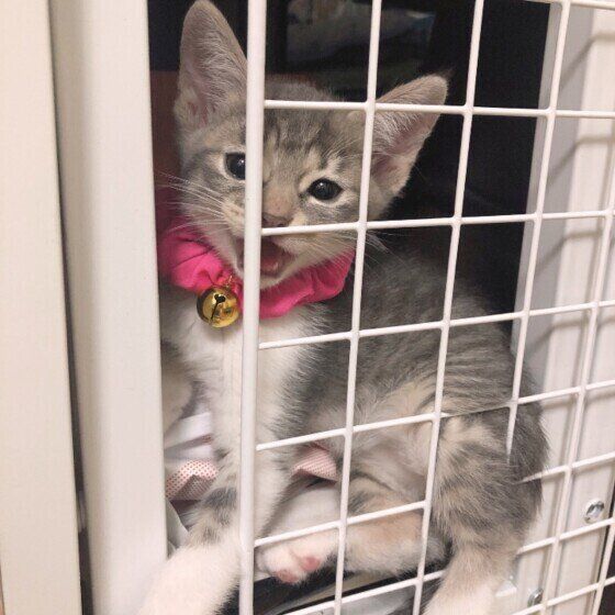  MIX　サバトラ　マオ 