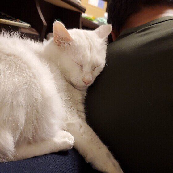 寄り添って眠る白猫